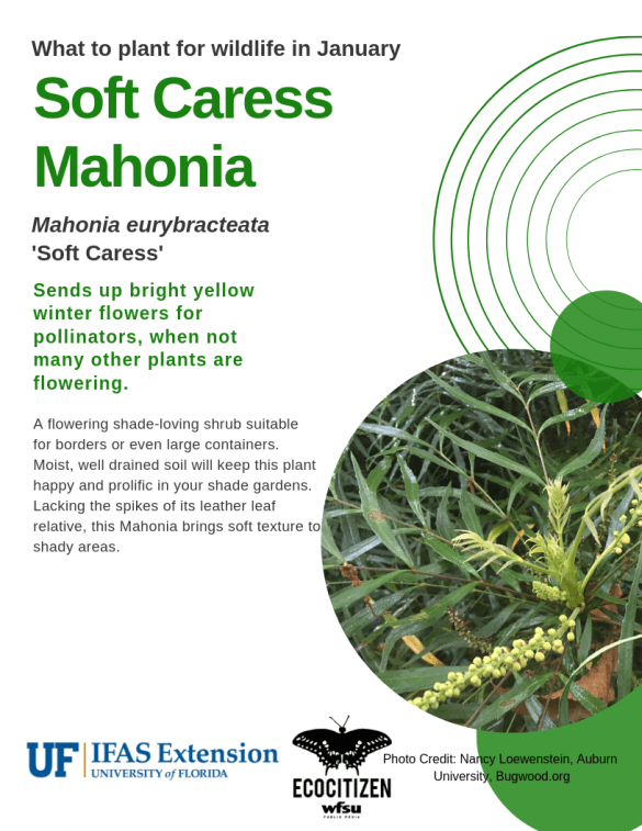 Soft Caress Mahonia (Mahonia eurybracteata), a plant you can plant in January.