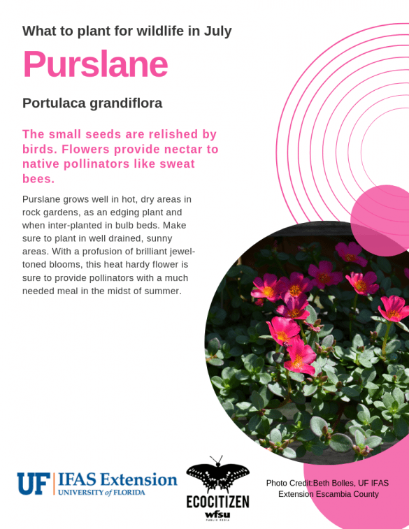 Purslane (Portulaca grandiflora)