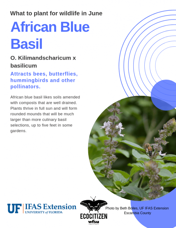 African Blue Basil (O. Kilimandscharicum x basilicum)