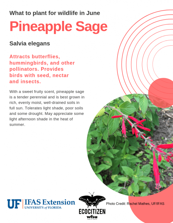 Pineapple Sage (Salvia elegans)