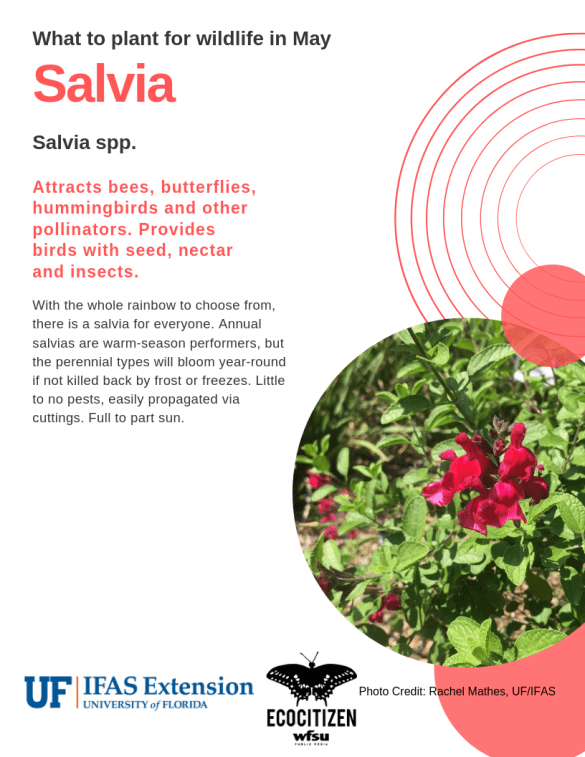 Salvia (Salvia spp.)