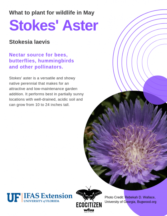 Stoke’s Aster (Stokesia laevis)