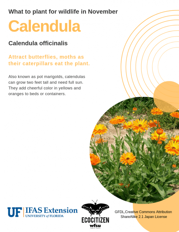 Calendula (Calendula officinalis)