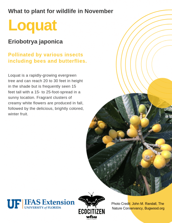 Loquat (Eriobotrya japonica)