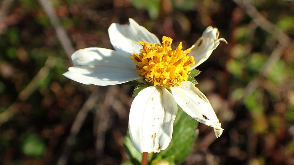 A close look at the composite bloom of Bidens alba.