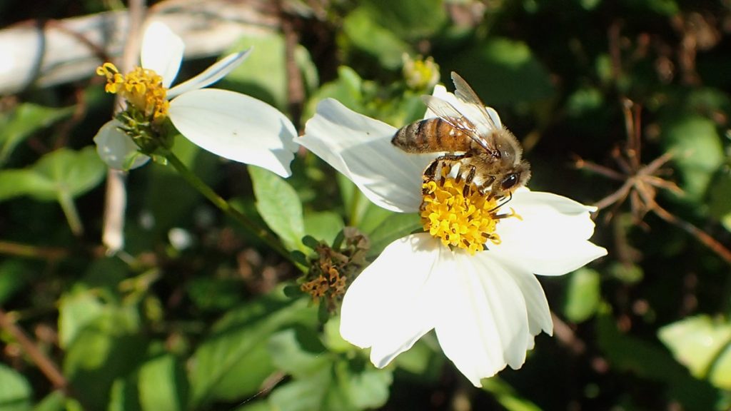 Honey bee on Bidens alba, taken January 11 at Lake Elberta.