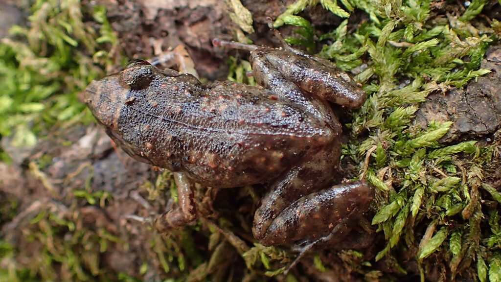 Greenhouse frog ( Eleutherodactylus planirostris), an invasive species.