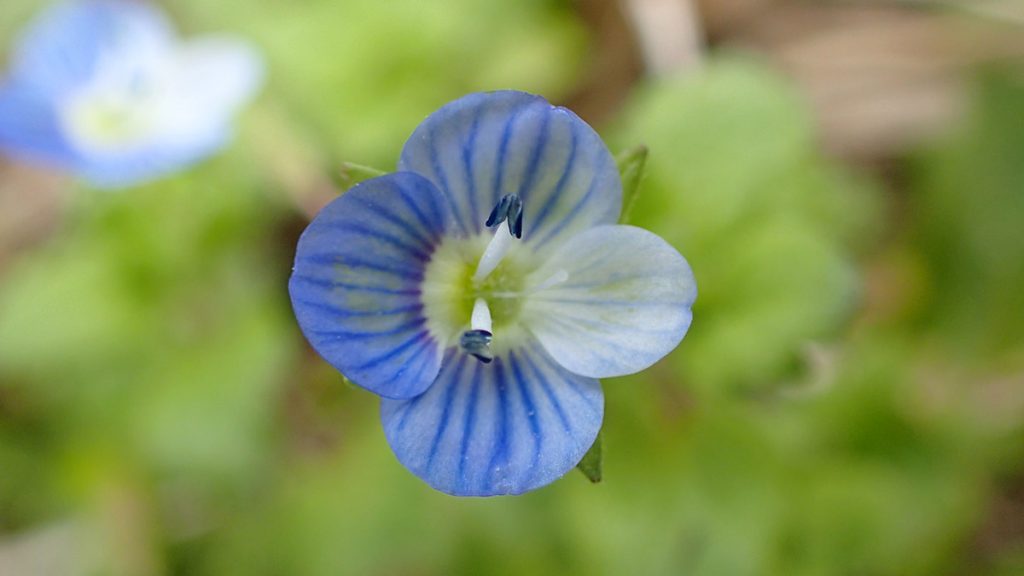 Bird's-eye speedwell (Veronica persica), a little blue flower of European origin.