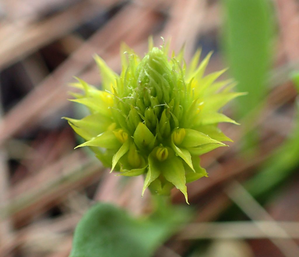 Candyroot (Polygala nana) starting to flower.