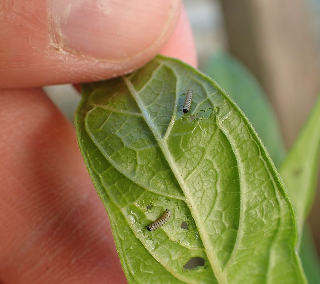 Two first instar monarch caterpillars on a milkweed leaf.