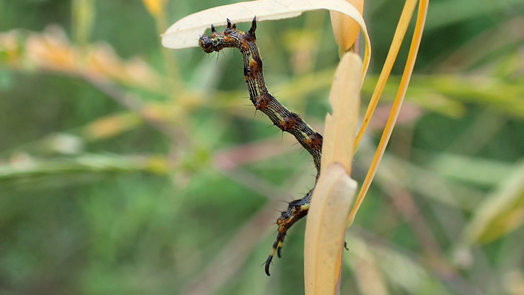 Pale-edged Selenisa (Selenisa sueroides), a moth caterpillar