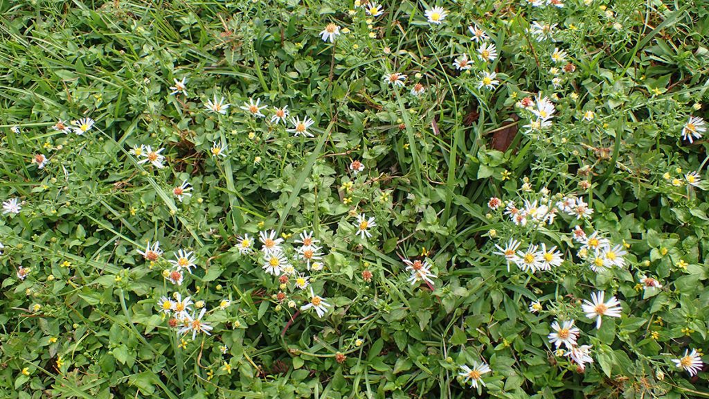 Asters and other flowers grow wild in the grass at Lake Elberta Park.