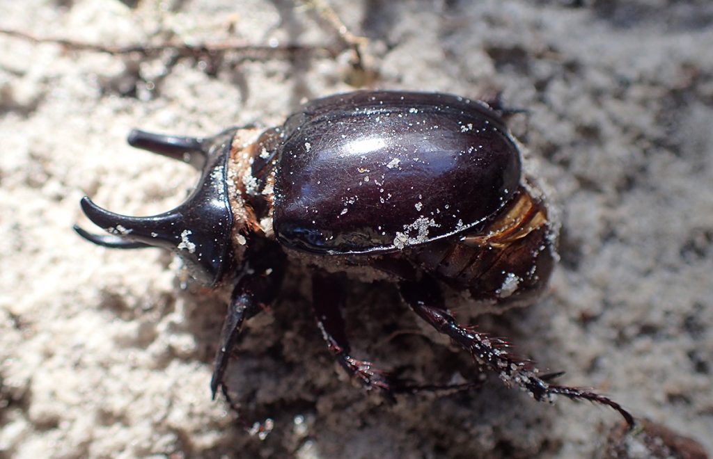 Smooth ox beetle (Strategus antaeus)