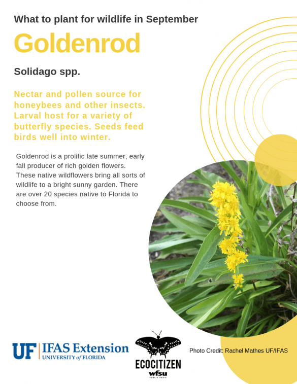 Goldenrod (Solidago spp.)
