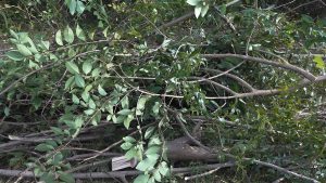 Branches cut from a camphor tree (Cinnamomum camphora) during an invasive species removal at Lake Elberta.