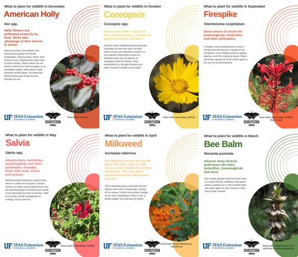 Wildflowers For All Seasons - University of Florida, Institute of