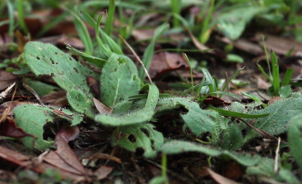 Black-eyed susan (Rudbeckia hirta) sproutd in grass.