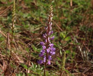 Sundial lupine (Lupinus perennis)