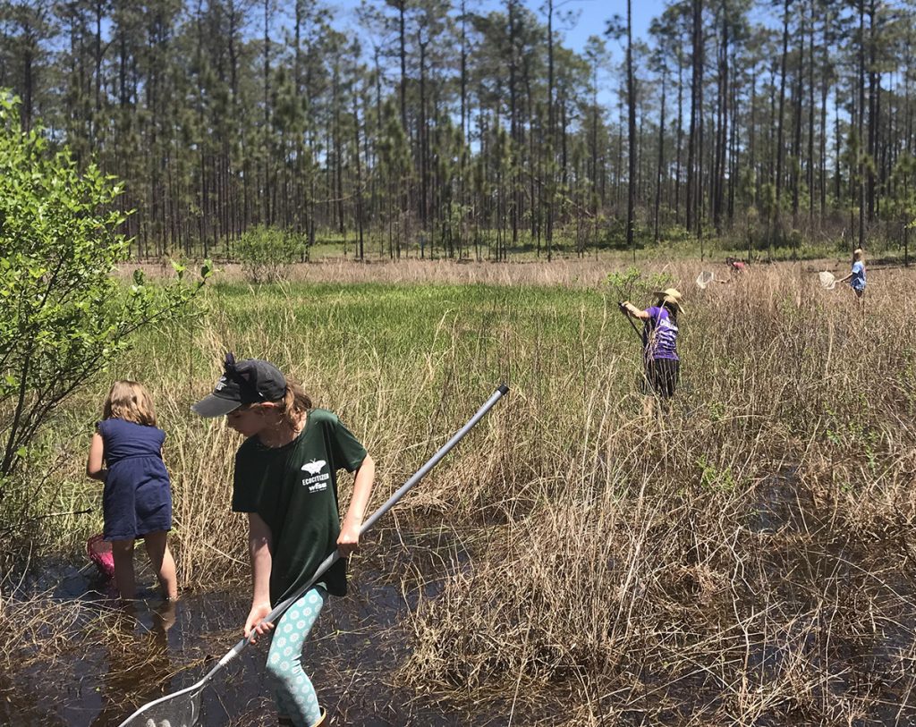 Children and adults dipnet an ephemeral wetland on EcoCitizen Day.