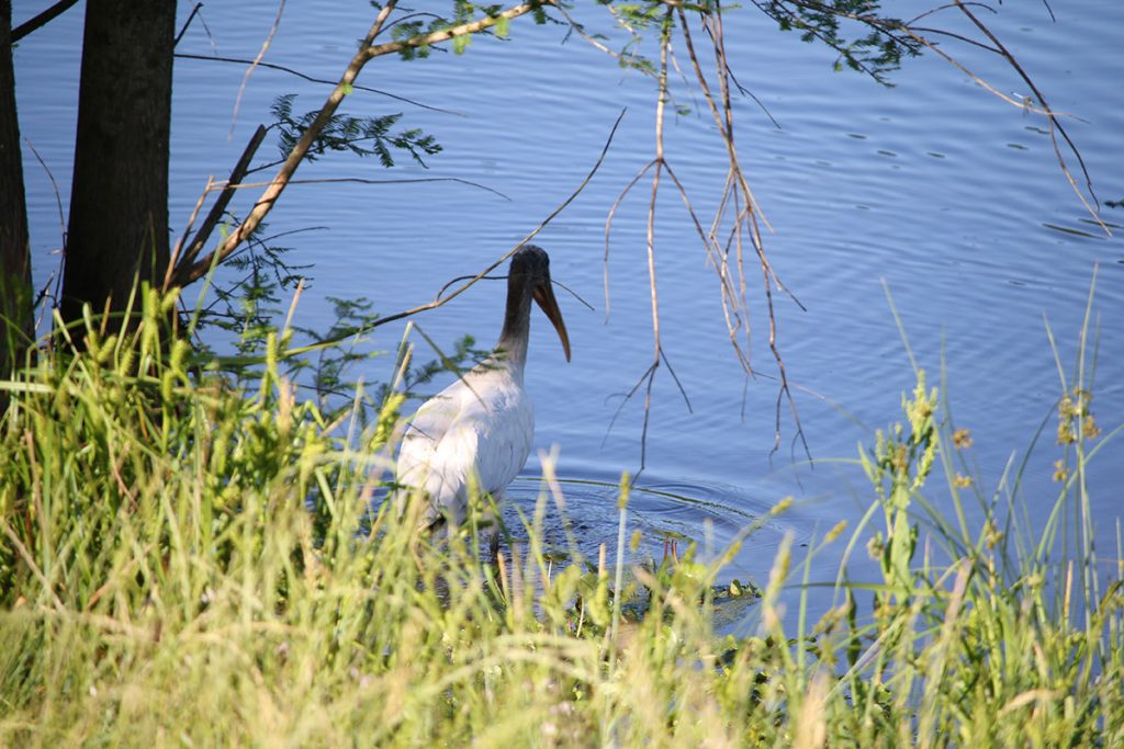 Wood stork at Lake Henrietta.