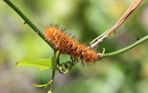 Echo Moth (Seirarctia echo)