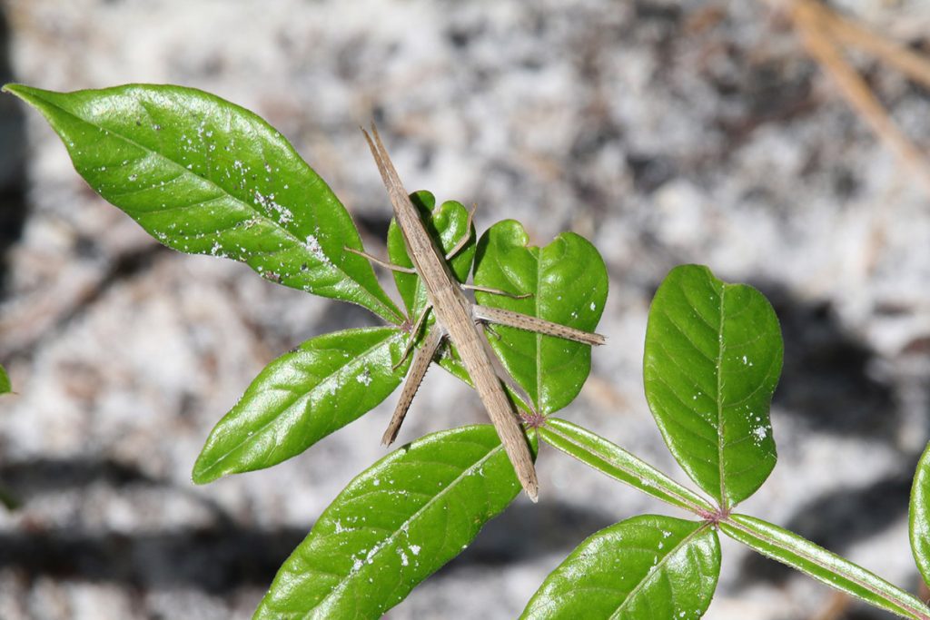 Long-headed Toothpick Grasshopper (Achurum carinatum), found in the Munson Sandhills.