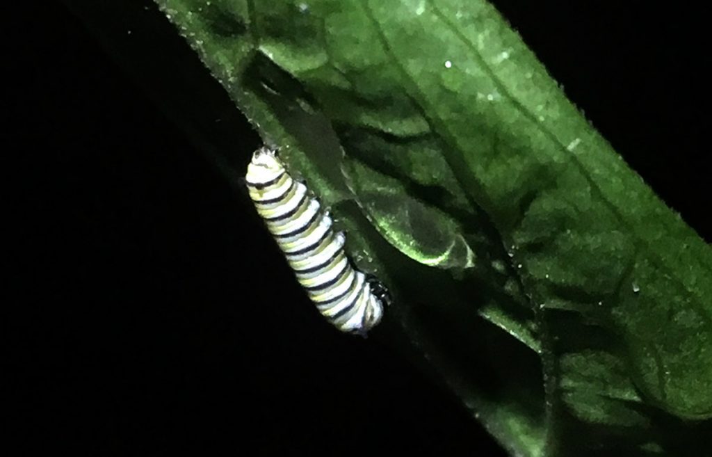 second instar monarch caterpillar.