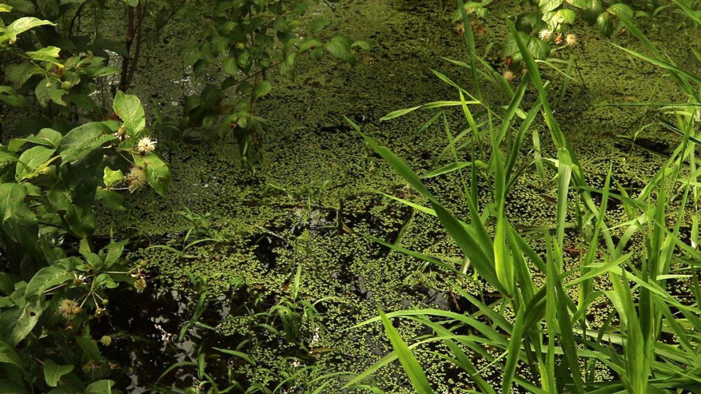 Duckweed on water, framed by tall grasses.