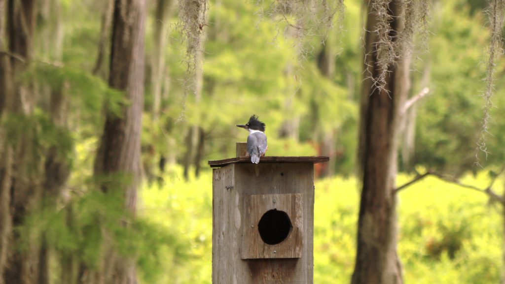 Belted kingfisher on a wood duck box.