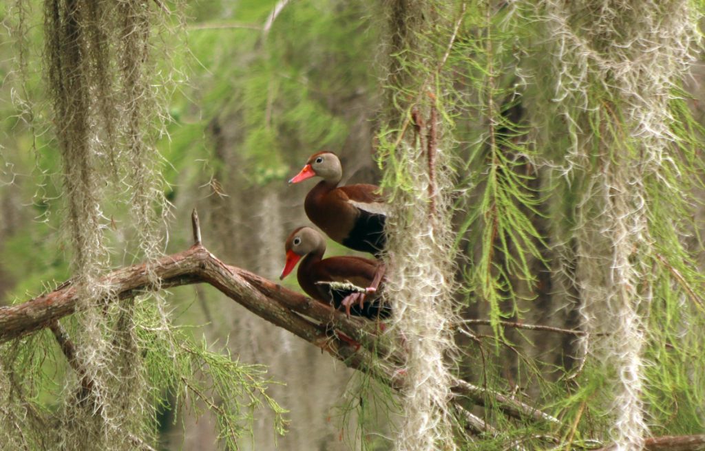 Two black bellied whistling ducks.