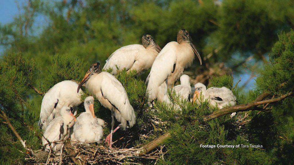 Two wood stork nests with adults and chicks.