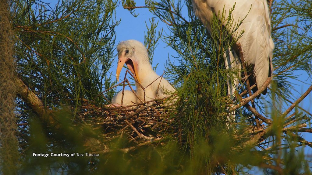 Wood stork chick in nest. Provided by Tara Tanaka.