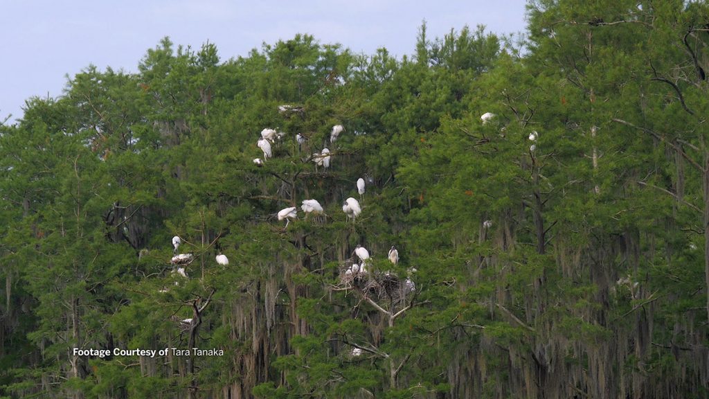 Several wood stork nests atop cypress trees. Frame from video provided by Tara Tanaka.