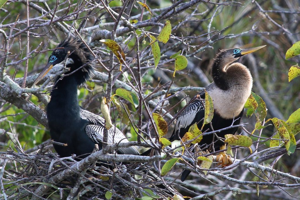 Two nesting anhinga in breeding plumage, seen in the Everglades over the winter.