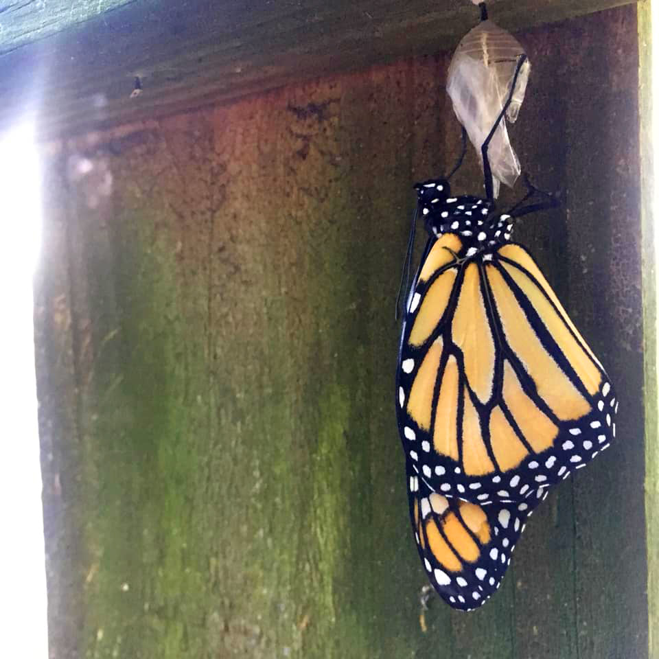 Monarch butterfly, newly eclosed from its chrysalis.