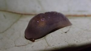 Slug, possibly greenhouse slug (Milax gagates)