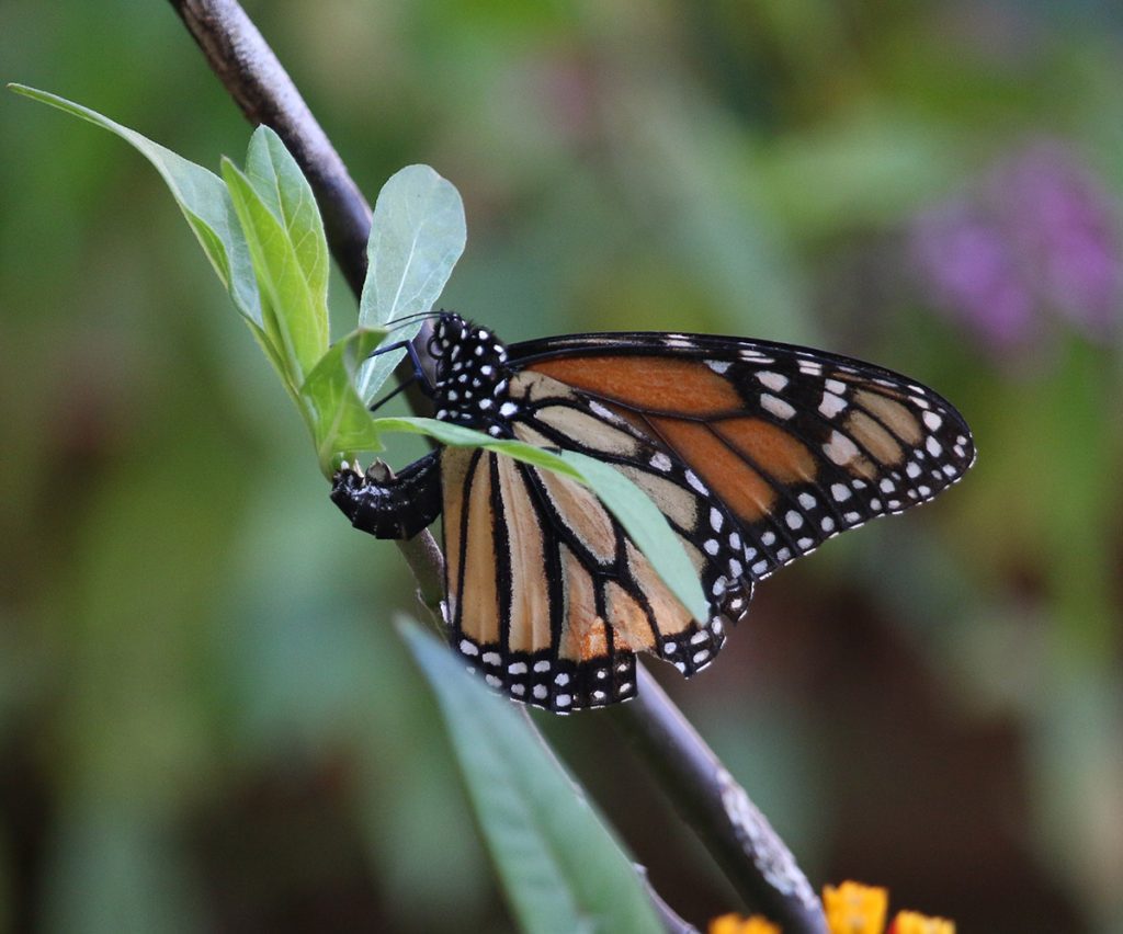 Monarch butterfly oviposits- lays an egg- on tropical milkweed.