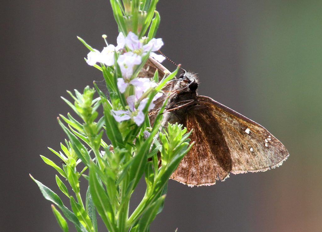 Horace's duskywing (Erynnis horatius) on winged loosestrife.