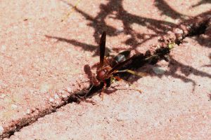 Metric paper wasp (Polistes metricus)