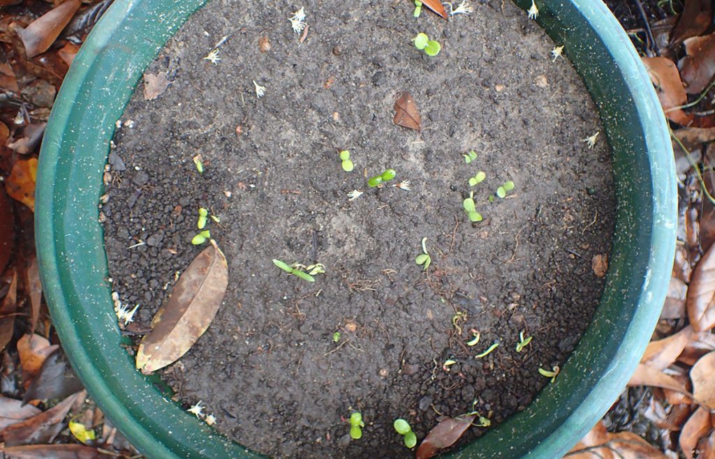 Small wildflower sprouts in a pot.