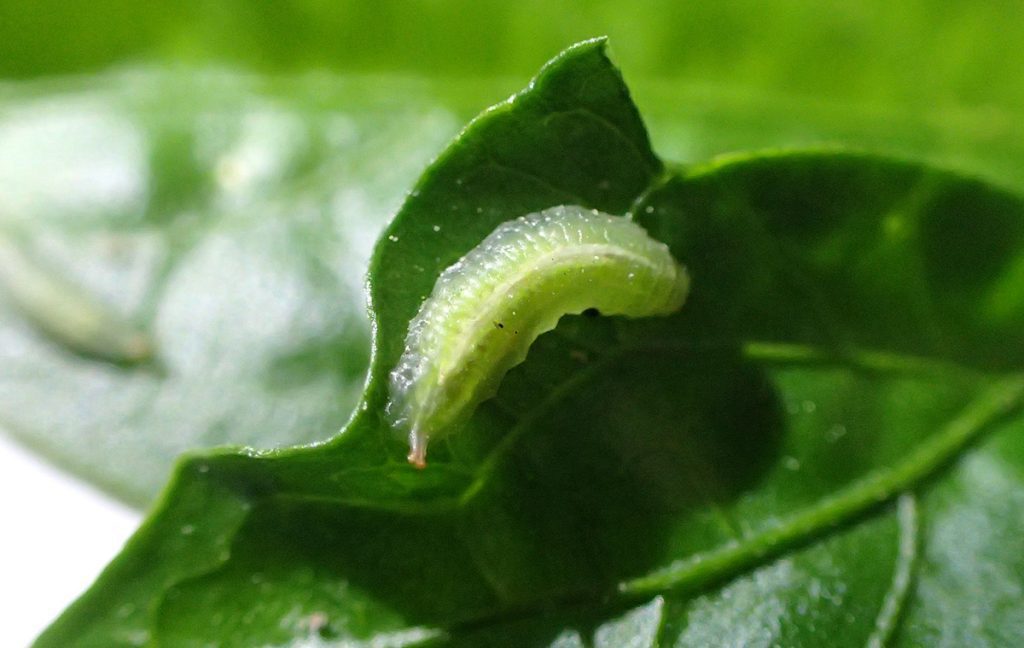 Syrphid larva from the Allograpta genus (streaktails).