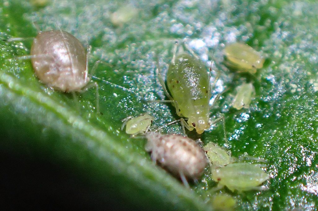Aphids on a pepper plant.