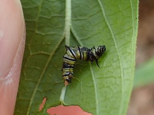 Dead monarch caterpillar.