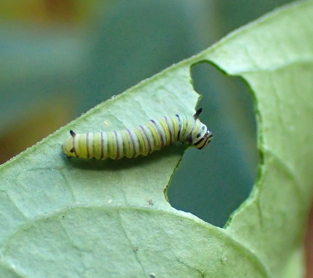 Second instar monarch caterpillar on milkweed.