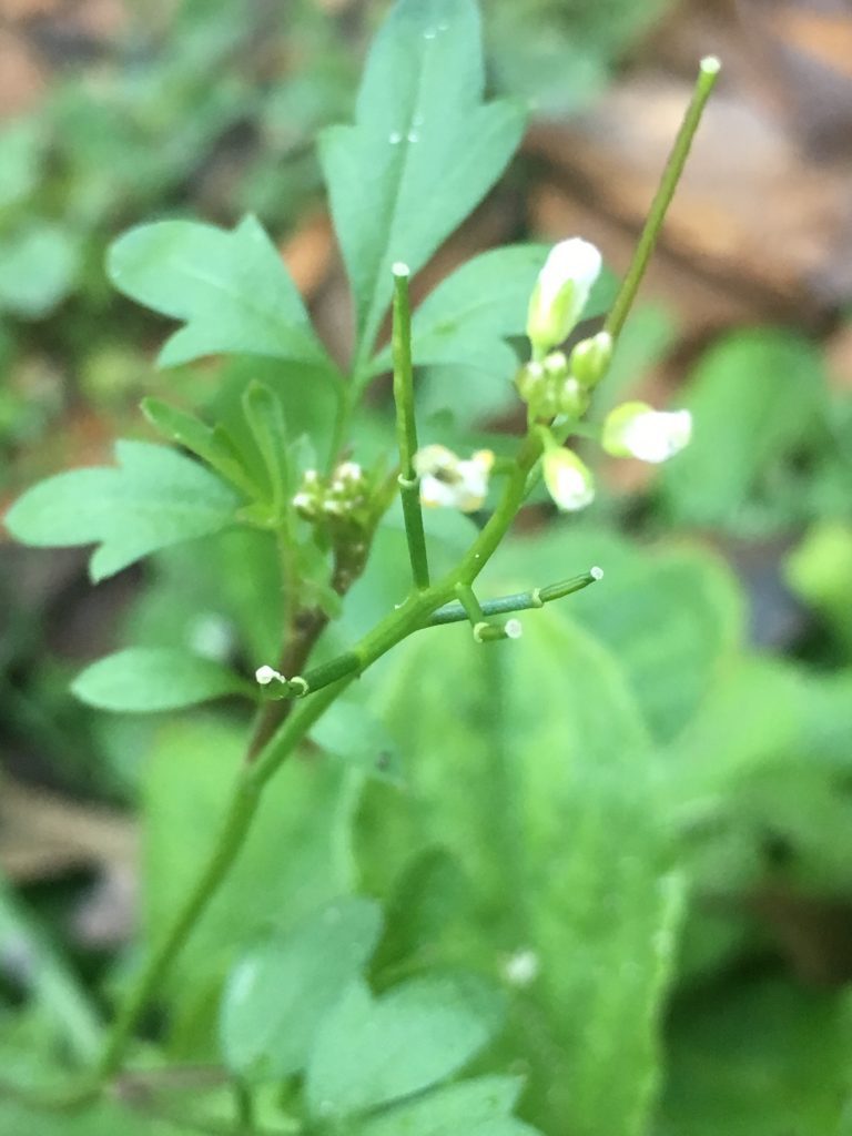 Possibly nursery bittercress (Cardamine hirsuta).