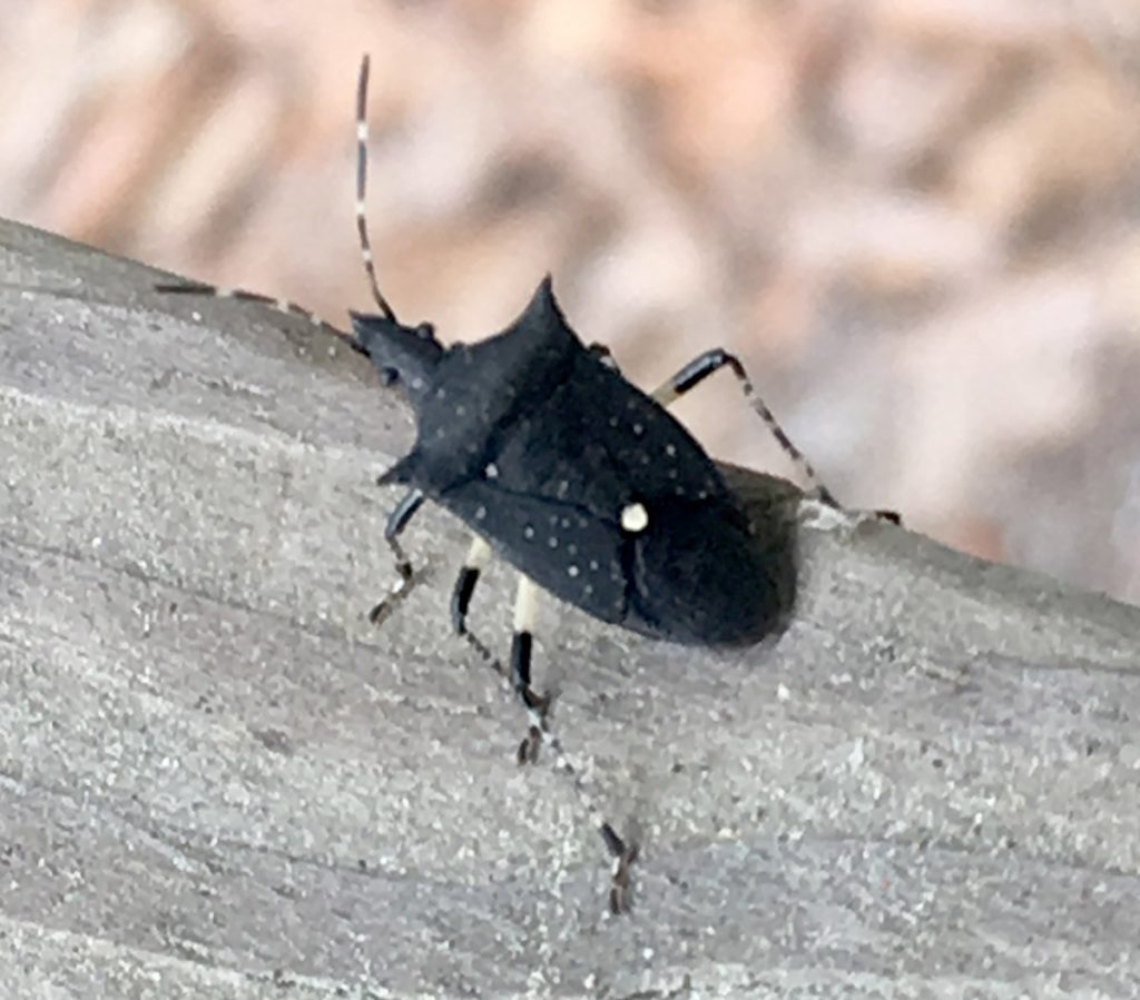 Black stinkbug (Proxys punctulatus).