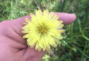 Carolina desert-chicory (Pyrrhopappus carolinianus)