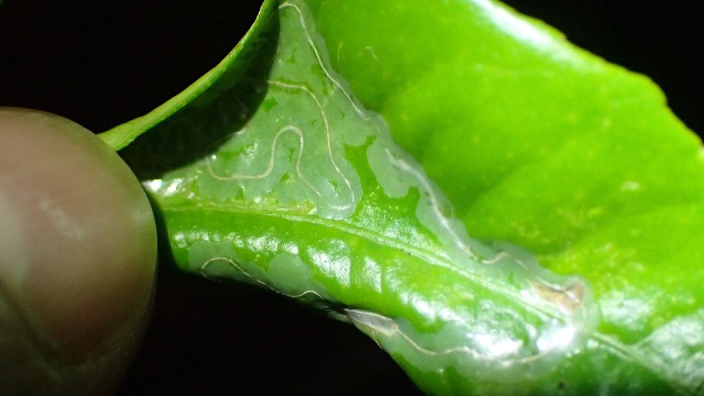 Citrus leafminer (Phyllocnistis citrella)