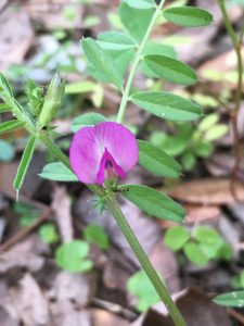 Common Vetch (Vicia sativa)