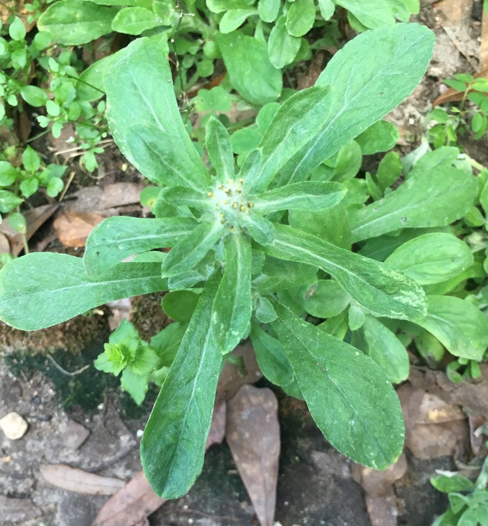Possibly a Pennsylvania Everlasting (Gamochaeta pensylvanica), a non-native weed.